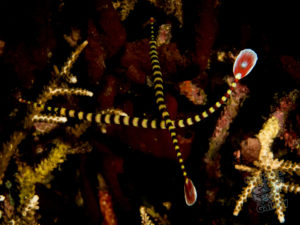 komodo ikan biru small fish china shop gili lawa darat