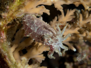 komodo ikan biru small fish china shop gili lawa darat