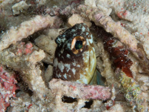 komodo ikan biru small fish china shop gili lawa darat