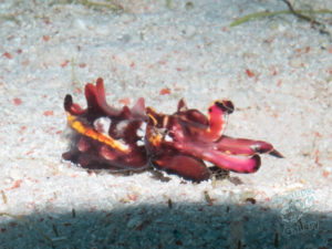 komodo ikan biru small fish makassar reef