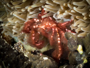 komodo ikan biru small fish mauan