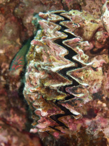 komodo ikan biru small fish sabayor