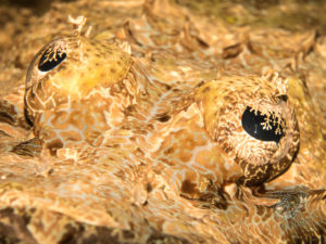 komodo ikan biru small fish sabayor