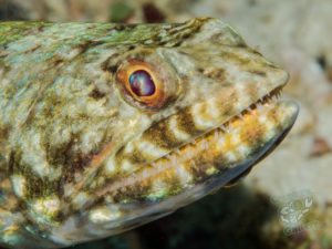 komodo ikan biru small fish sabayor