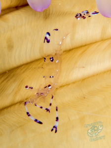 komodo ikan biru small fish sabayor