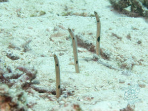 komodo ikan biru small fish sabayor