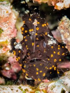 komodo ikan biru small fish sabayor