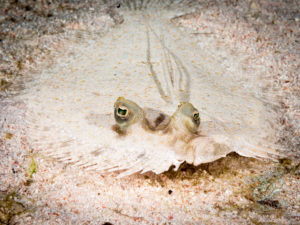 komodo ikan biru small fish siaba besar