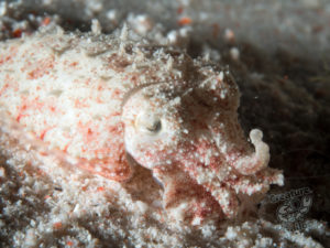 komodo ikan biru small fish siaba besar