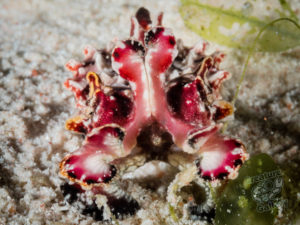 komodo ikan biru small fish siaba besar