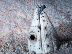komodo ikan biru small fish siaba besar