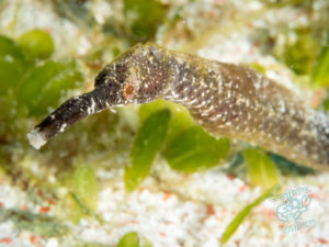 komodo ikan biru small fish siaba besar