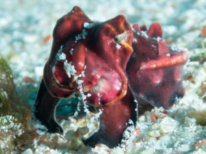 komodo ikan biru small fish siaba besar