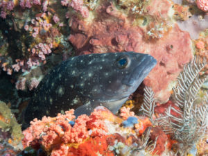komodo ikan biru small fish tabawakecil