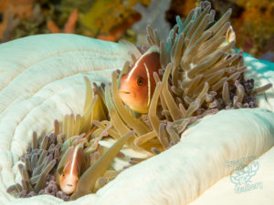 komodo ikan biru small fish talamabesar