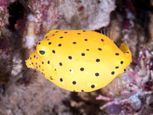 komodo ikan biru small fish talamabesar
