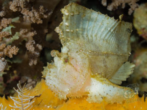 komodo ikan biru small fish talamabesar