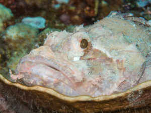komodo ikan biru small fish tatawa besar