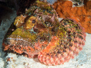 komodo ikan biru small fish tatawa besar