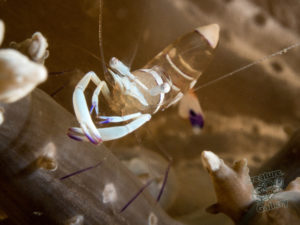 komodo ikan biru small fish wainilu