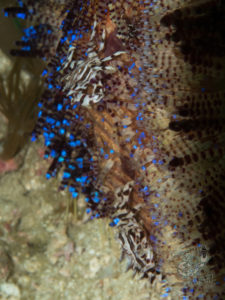 komodo ikan biru small fish wainilu