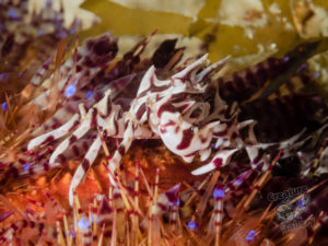 komodo ikan biru small fish wainilu