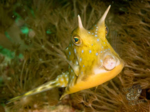 komodo ikan biru small fish wainilu