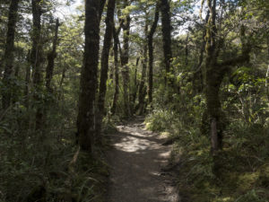 20170108 133501 new zealand