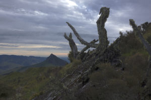 20170111 041245 new zealand