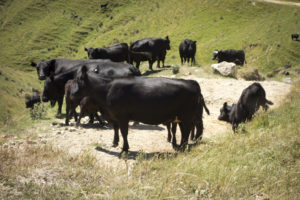 20170111 123348 new zealand