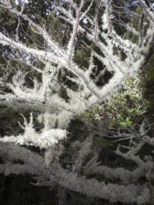 20170117 152017 new zealand