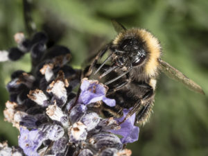 20170120 095410 new zealand