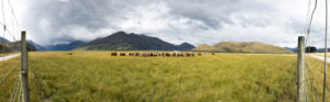 20170122 - panorama -  new zealand matukituki cows