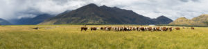 20170122 - panorama -  new zealand matukituki cows cropped