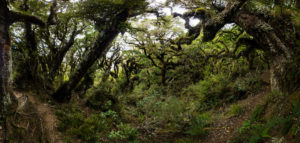 20170122 - panorama -  new zealand hikurangi beech forest