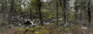 20170122 - panorama -  new zealand ben ohau forest