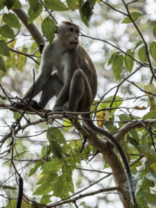 20170530 191847 surabaya sri lanka