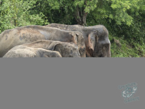 20170530 195917 surabaya sri lanka