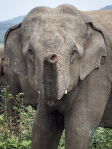 20170530 202701 surabaya sri lanka