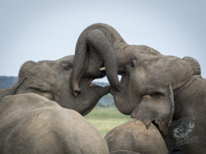 20170530 202712 surabaya sri lanka