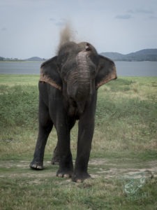 20170530 210908 surabaya sri lanka