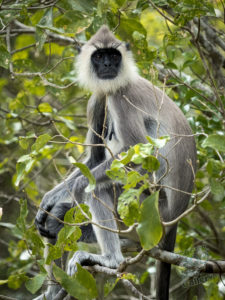 20170530 212312 surabaya sri lanka
