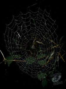 20170601 143307 surabaya sri lanka