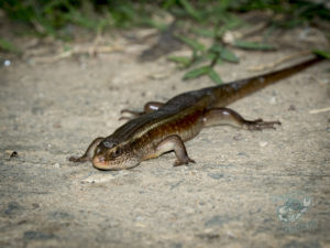 20170602 213141 surabaya sri lanka