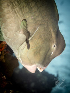 20170702 212758 lembongan and tulamben