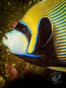 20170702 212824 lembongan and tulamben