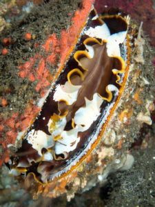 20170702 212842 lembongan and tulamben