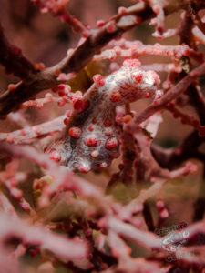 20170702 212932 lembongan and tulamben