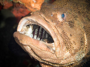 20170702 213041 lembongan and tulamben