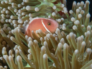 20170702 214129 lembongan and tulamben